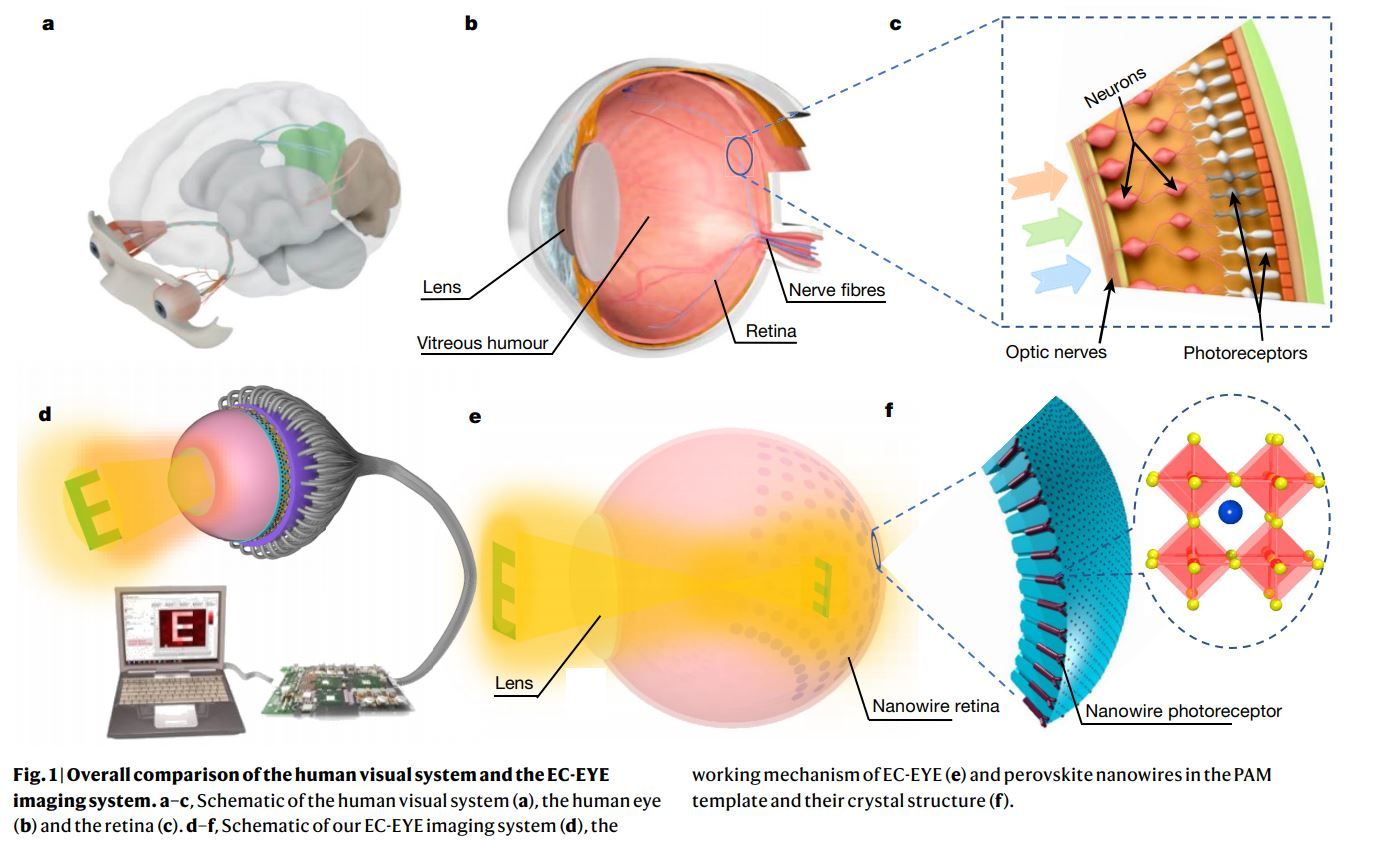 Gu, L., Poddar, S., Lin, Y. et al. A biomimetic eye with a hemispherical perovskite nanowire array retina. Nature 581, 278–282 (2020).