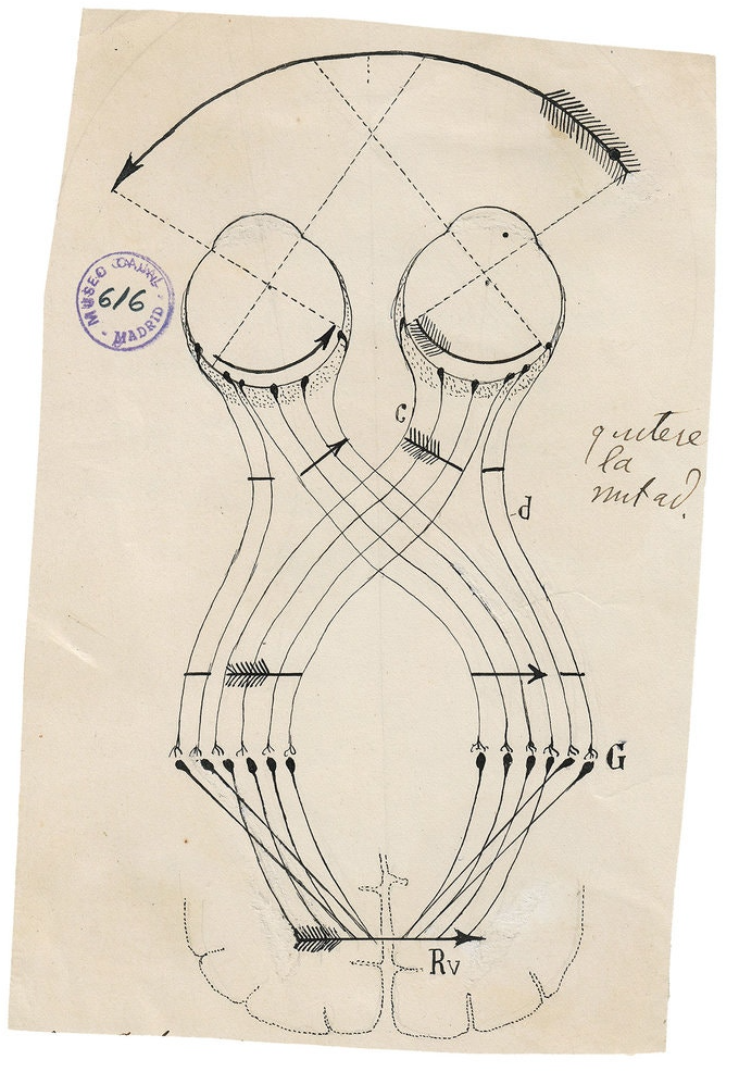 Illustration by Santiago Ramón y Cajal from "The Beautiful Brain"