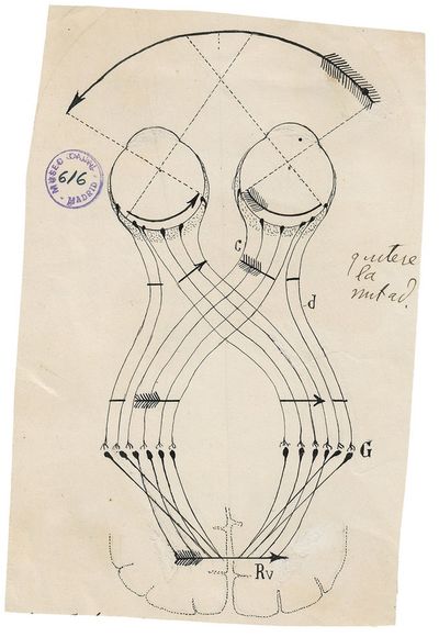 Illustration by Santiago Ramón y Cajal from "The Beautiful Brain"